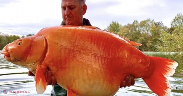 A fost prins cel mai mare „peştişor” AURIU din lume