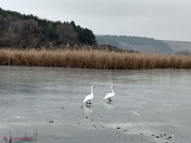 METEO // Printre temperaturi care sar de plus 10 grade Celsius în plină iarnă, meteorologii anunță și câțiva FULGI în R. Moldova