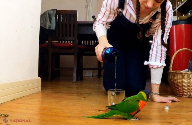 VIDEO // Acesta este cel mai AMUZANT papagal. Te vei amuza copios!