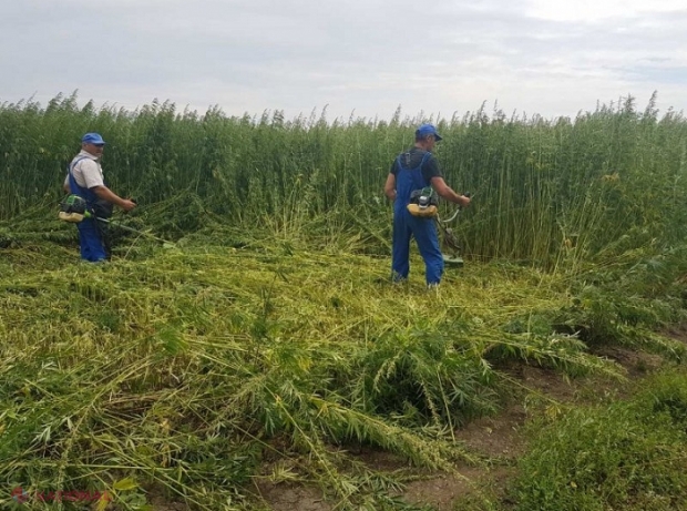 ILEGAL // Plantațiile de mac și cânepă, ca afacere în R. Moldova: Zeci de dosare penale într-o singură lună