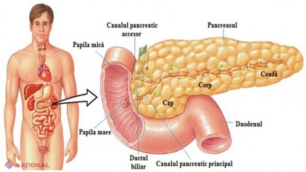 4 rețete de TRATARE eficientă a pancreasului, ținute în umbră de doctori