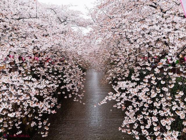 Fotografii senzaționale cu cireșii din Japonia!