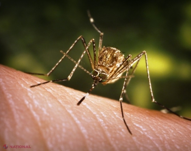 Mușcăturile de țânțari: Cum putem reduce mâncărimile