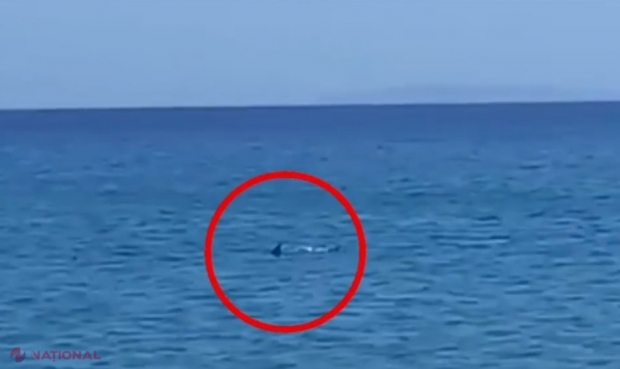 VIDEO // Panică pe o insulă din Grecia după ce un rechin de peste 3 metri a apărut aproape de țărm: „Nu am vrut să fiu următoarea lui masă”