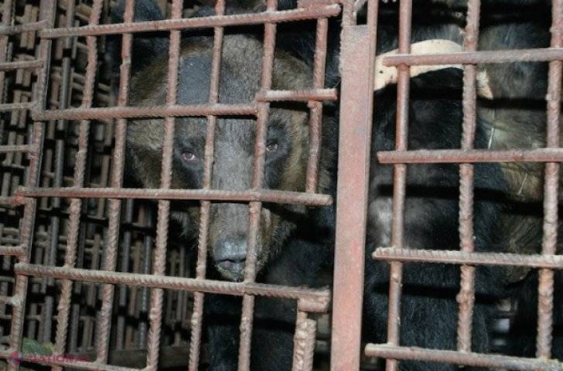 FOTO // VIDEO // ÎNFIORĂTOR! Un urs a fost silit să stea nouă ani încins într-o vestă de fier. Când l-au eliberat, ŞOC!