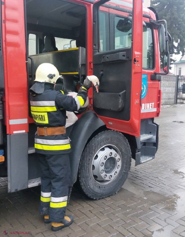Lebădă, salvată dintr-o canalizare, la Edineț: Avea aripa ruptă și a fost lăsată pe mâna medicilor