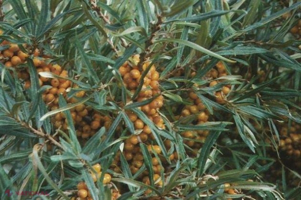 Planta din care te poţi ÎMBOGĂȚI. Este cea mai RENTABILĂ CULTURĂ, iar cererea în Europa este enormă