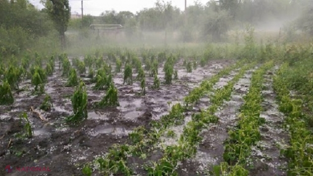 Nicio zi fără pagube: Ploile cu grindină au distrus încă peste 500 de ha de livezi și culturi agricole în R. Moldova