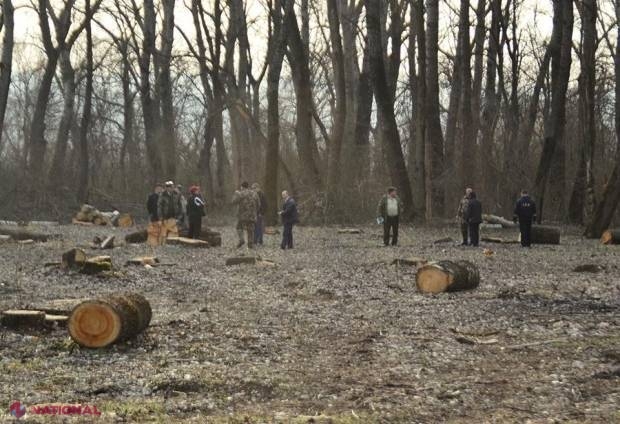 „DESFRÂU” în pădurile din R. Moldova: Un om de afaceri, adus în cătușe la CNA