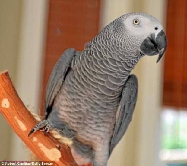 dispersion unearth Emperor Un papagal VORBITOR a dispărut de acasă. Ce s-a ÎNTÂMPLAT după patru ani