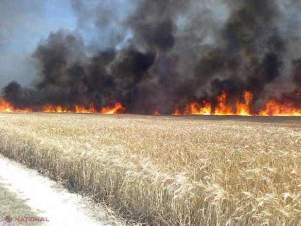 Un FULGER a ars ZECE hectare de grâu la Ștefan Vodă