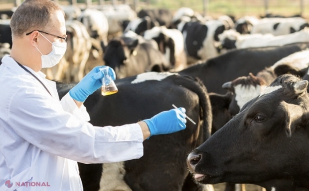 Tinerii specialiști cu studii în medicina veterinară vor primi compensații de la stat pentru chirie, plata serviciilor de întreținere, dar și o îndemnizație unică de 15 salarii medii pe economie