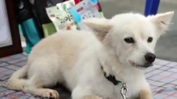 Povestea emoționantă a lui Baegku, câinele care și-a ținut în viață stăpâna timp de 40 de ore