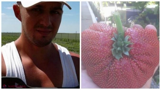 AFACERE CU CĂPȘUNI URIAȘE cu aromă de VANILIE ȘI ANANAS!