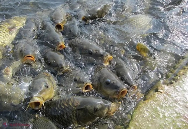 Crescătorii de pește din R. Moldova vor beneficia de subvenții din partea statului pentru a-și dezvolta afacerile