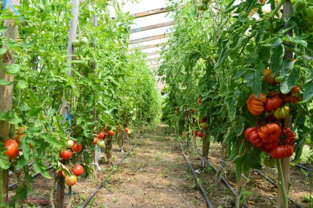 Vrei să faci agricultură ecologică? Află informații utile aici