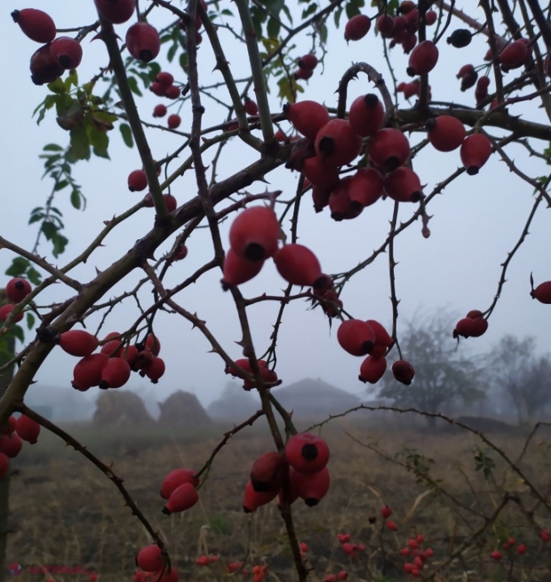 METEO // Cod galben de VÂNT puternic în R. Moldova: Temperaturi de până la plus 18 grade Celsius în această săptămână