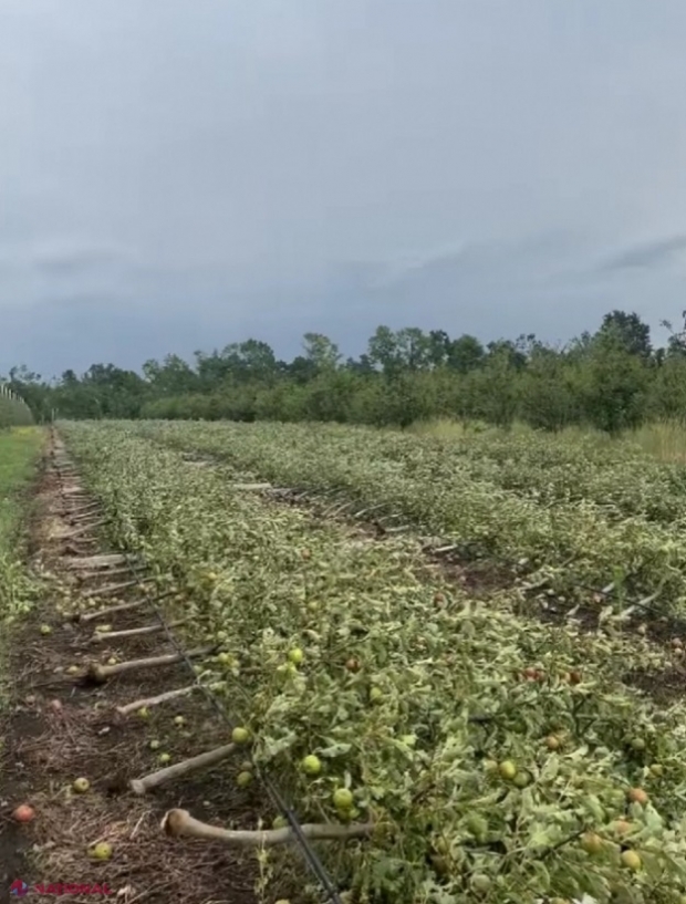 Peste 370 de agricultori din R. Moldova au depus cereri pentru a beneficia de ajutor financiar din partea statului în urma pierderilor înregistrate în anul trecut din cauza calamităților naturale 