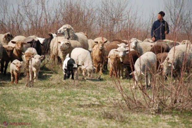 Cei mai mulți CAI - în Hâncești, iar cele mai multe OI - în Cahul. Unde sunt cele mai multe VACI și cei mai mulți PORCI