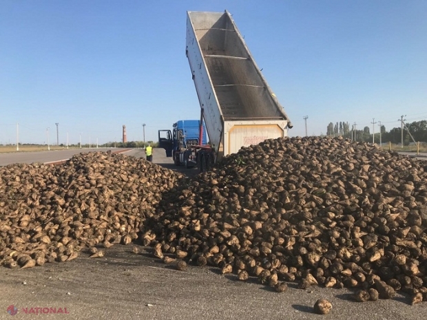 R. Moldova: Producția de zahăr, în scădere. Producătorii se plâng pe contrabanda din Transnistria
