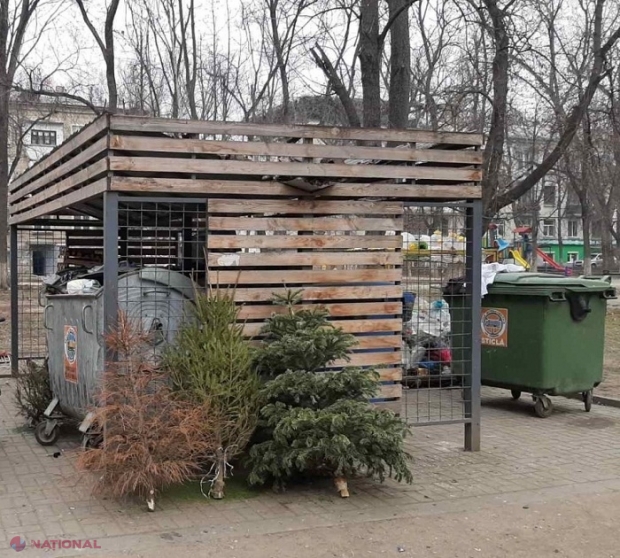 Ce faceți cu brazii care v-au decorat casele de sărbători? Autoritățile din Chișinău vă spun unde să-i depozitați pentru a putea fi reciclați