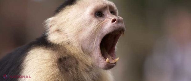 VIDEO // Maimuțele din Panama au intrat în… Epoca Pietrei