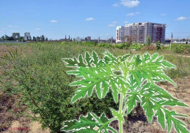 BURUIANA care a ÎMPÂNZIT R. Moldova: Riscați AMENZI dacă o lăsați să crească, pentru că provoacă probleme grave de sănătate și pagube culturilor agricole