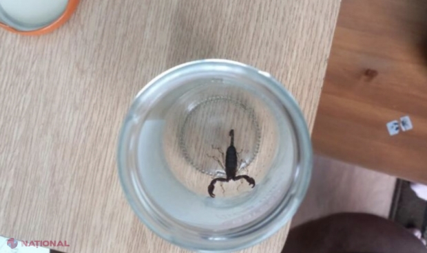 O femeie a ajuns la urgențe, înțepată de un scorpion, după ce a cumpărat banane de la un supermarket 