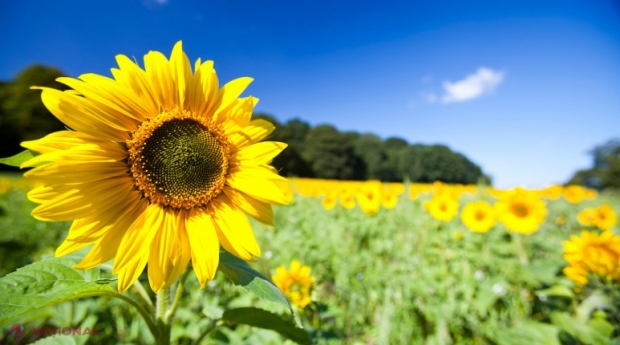 România, cel mai MARE producător de floarea-soarelui din Uniunea Europeană