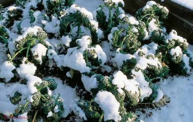 Calendarul agricol al lunii decembrie