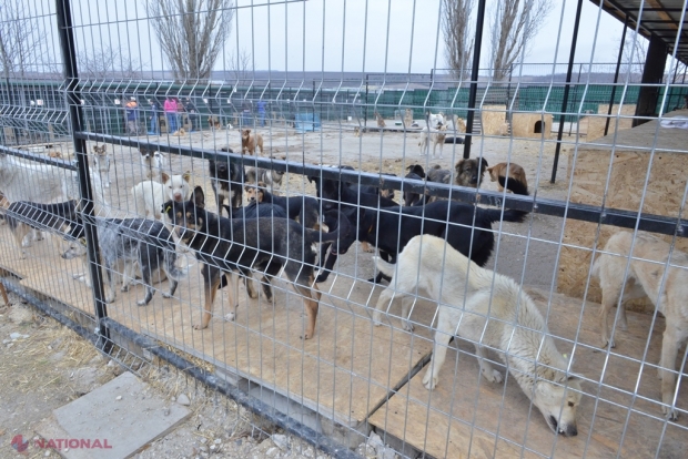 Peste 140 de maidanezi din Chișinău, STERILIZAȚI de veterinari din România
