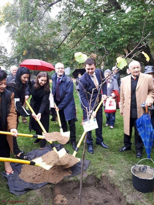 FOTO // „Teiul lui Mihai Eminescu” a ajuns la Viena. Cine a sădit vlăstarul în Stadtpark