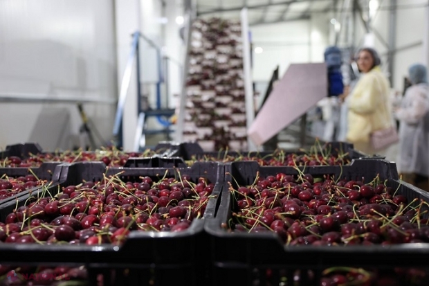 R. Moldova a exportat, în ultimele două luni, 12 300 de tone de cireșe: Printre primele 10 state exportatoare de cireșe la nivel mondial, în anul trecut