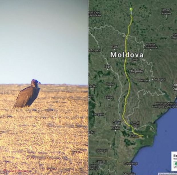 Oaspete foarte RAR în R. Moldova: Vulturul negru din Spania, surprins de specialiști! Ultimul specimen fusese împușcat acum 71 de ani la Ungheni