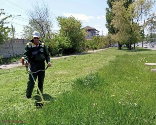 Prelucrare chimică: Măsuri pentru combaterea căpușelor de pe teritoriul parcurilor din Chișinău, dar și a ambroziei care crește în capitală