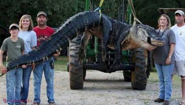 GALERIE FOTO // Au capturat cel mai mare aligator! Ce au găsit în interiorul lui