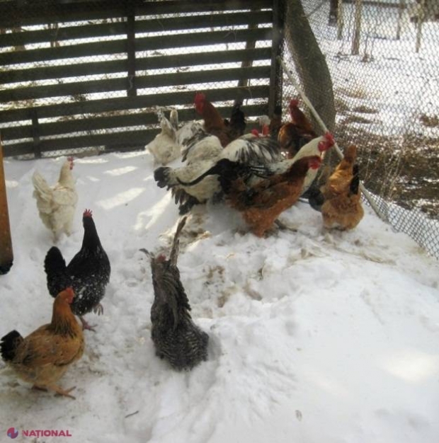 METEO pentru următoarea lună: GER și ninsori la sfârșitul lunii februarie - mijlocul lunii martie