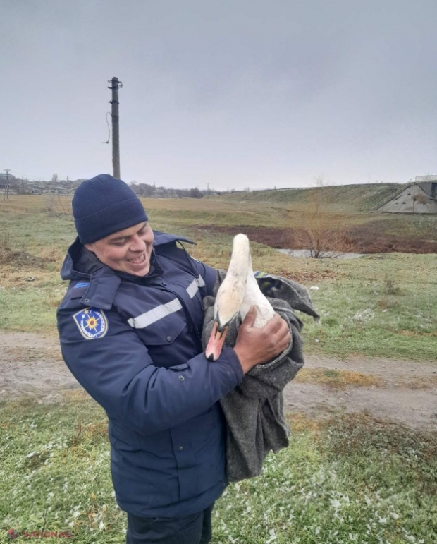Lebădă rănită, salvată de pe Răut, la Telenești