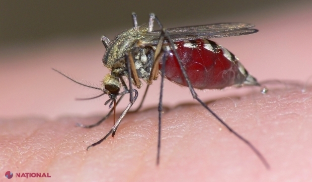Un nou caz de infecție cu virusul West Nile, confirmat în R. Moldova la o pacientă revenită din Italia. Starea femeii este de gravitate medie, complicată cu meningită