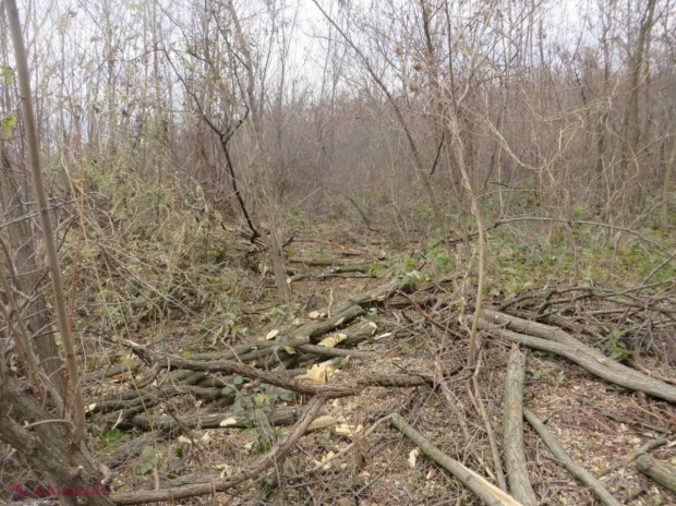 NEREGULI grave! Sute de copaci, tăiați ilegal în pădurile Moldovei