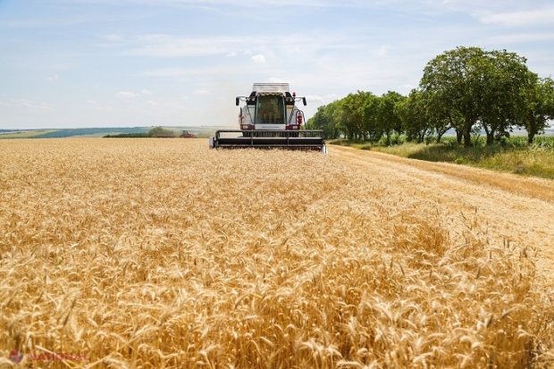 Republica Moldova ar putea exporta până la 800 de mii de tone de grâu în 2023