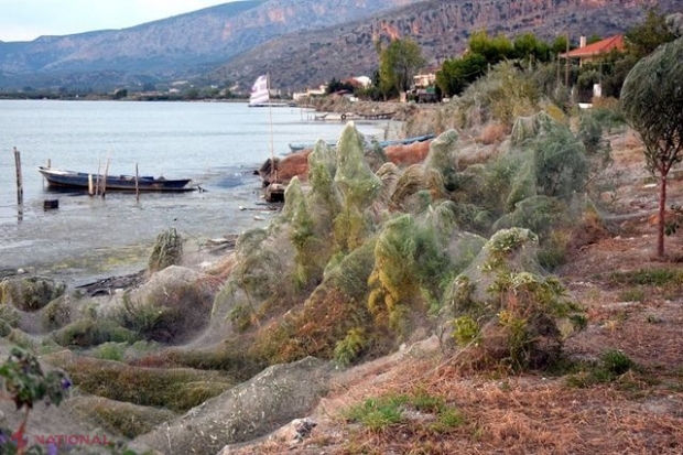 Urzeala arahnidelor // Păianjenii au luat cu asalt o insulă din Grecia
