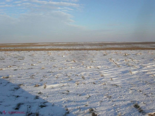 Expert: Culturile agricole au scăpat de pericolul înghețului datorită zăpezii