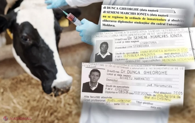 INVESTIGAȚIE // Vacile din România, tratate de medici falși cu diplome din Republica Moldova: Vetrrinarii au contracte de sute de mii de lei cu statul român, dar facultatea din Chișinău nu-i găsește în bazele de date