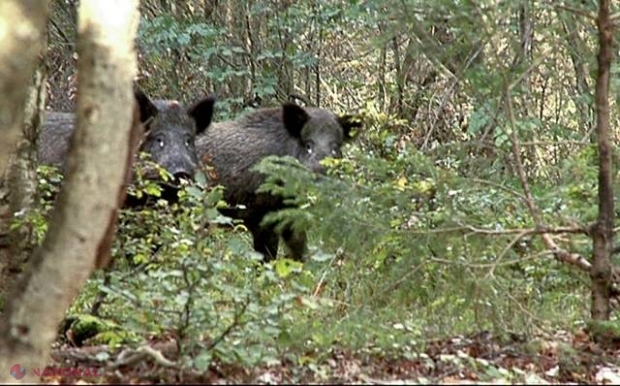 După ce au vânat un porc mistreţ, i-au făcut disecţie! S-au speriat când au văzut …