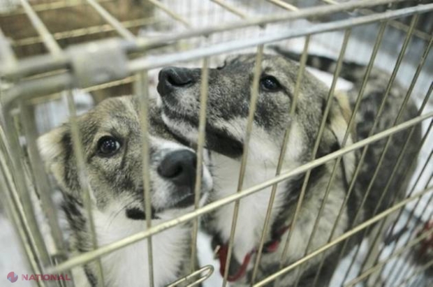 Iubitorii de animale îi sar în cap lui Chirtoacă. Ce îi nemulțumește 