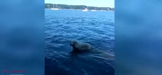 VIDEO // Se plimba pe plajă când câinele lui s-a aruncat în mare brusc! Când a văzut ce aduce pe mal l-au trecut fiorii! Trăiește?! Imagini uluitoare, ce găsise câinele