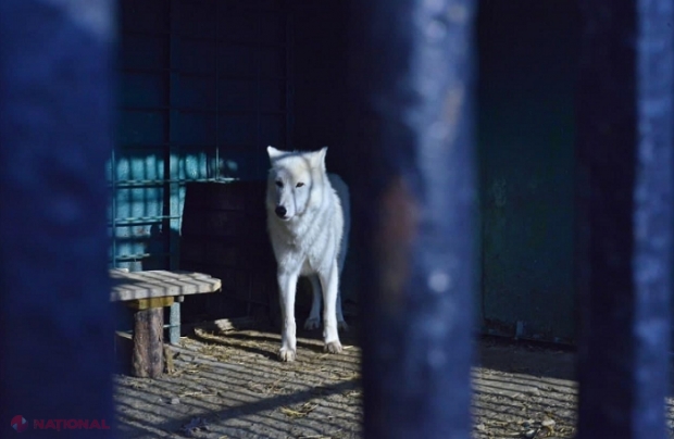 GALERIE FOTO // Lup alb, capricorn, lemur sau serval: La Grădina Zoologică din Chișinău au ajuns 31 de animale din Novosibirsk și Habarovsk. Când vor putea fi vizitate 