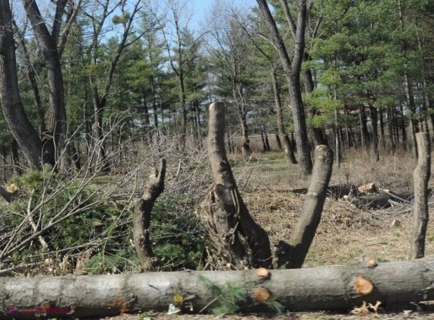 INSPECȚII non-stop în păduri. Ce amenzi riscă cei care taie copacii sau vânează ilegal