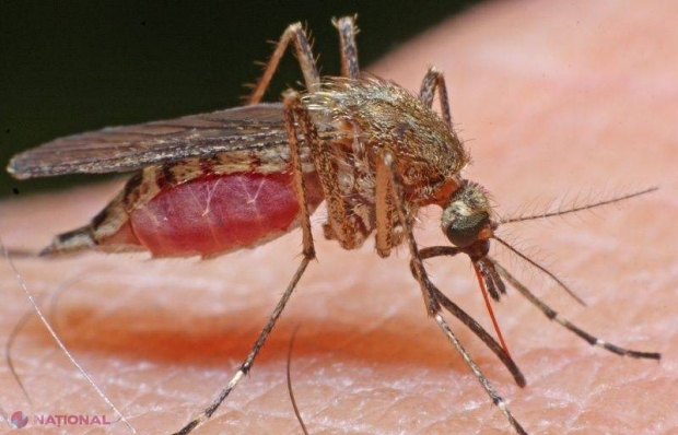 Virusul ZIKA: Numărul copiilor afectaţi de microcefalie în Brazilia a crescut în mod ALARMANT în ultima săptămână